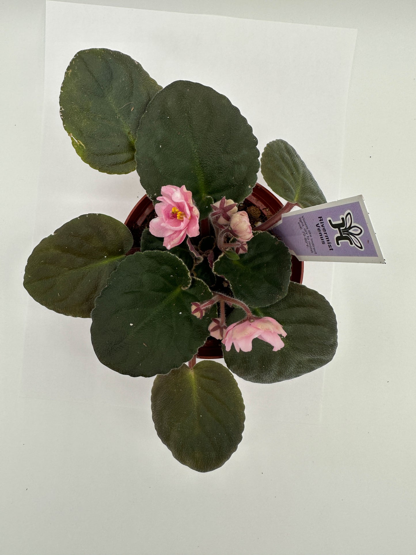 Rivermist Venus - Live African Violet 4"