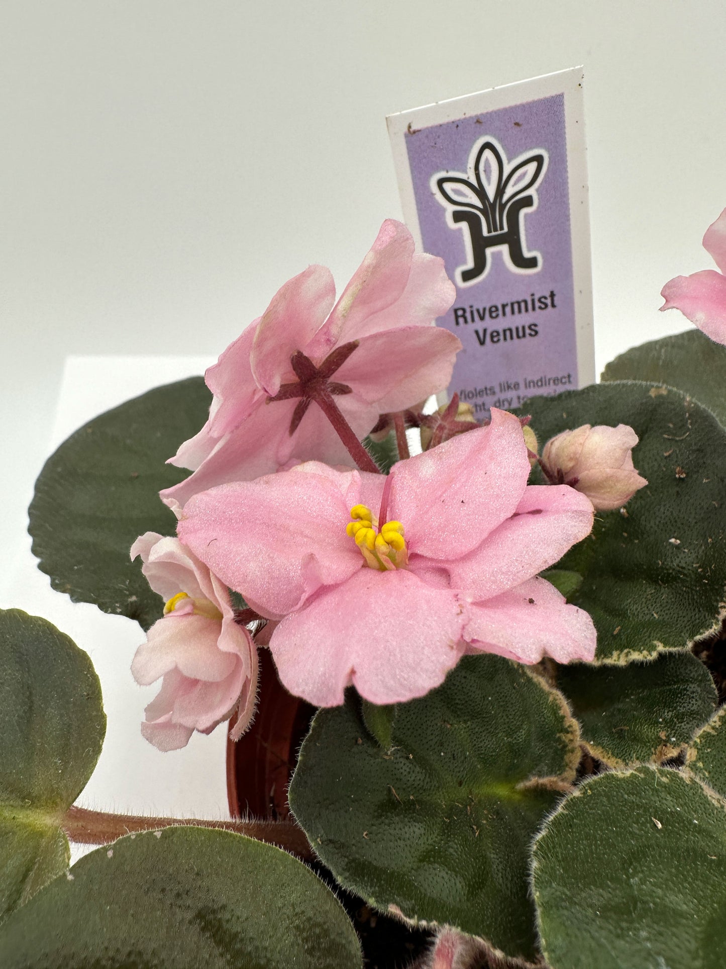 Rivermist Venus - Live African Violet 4"