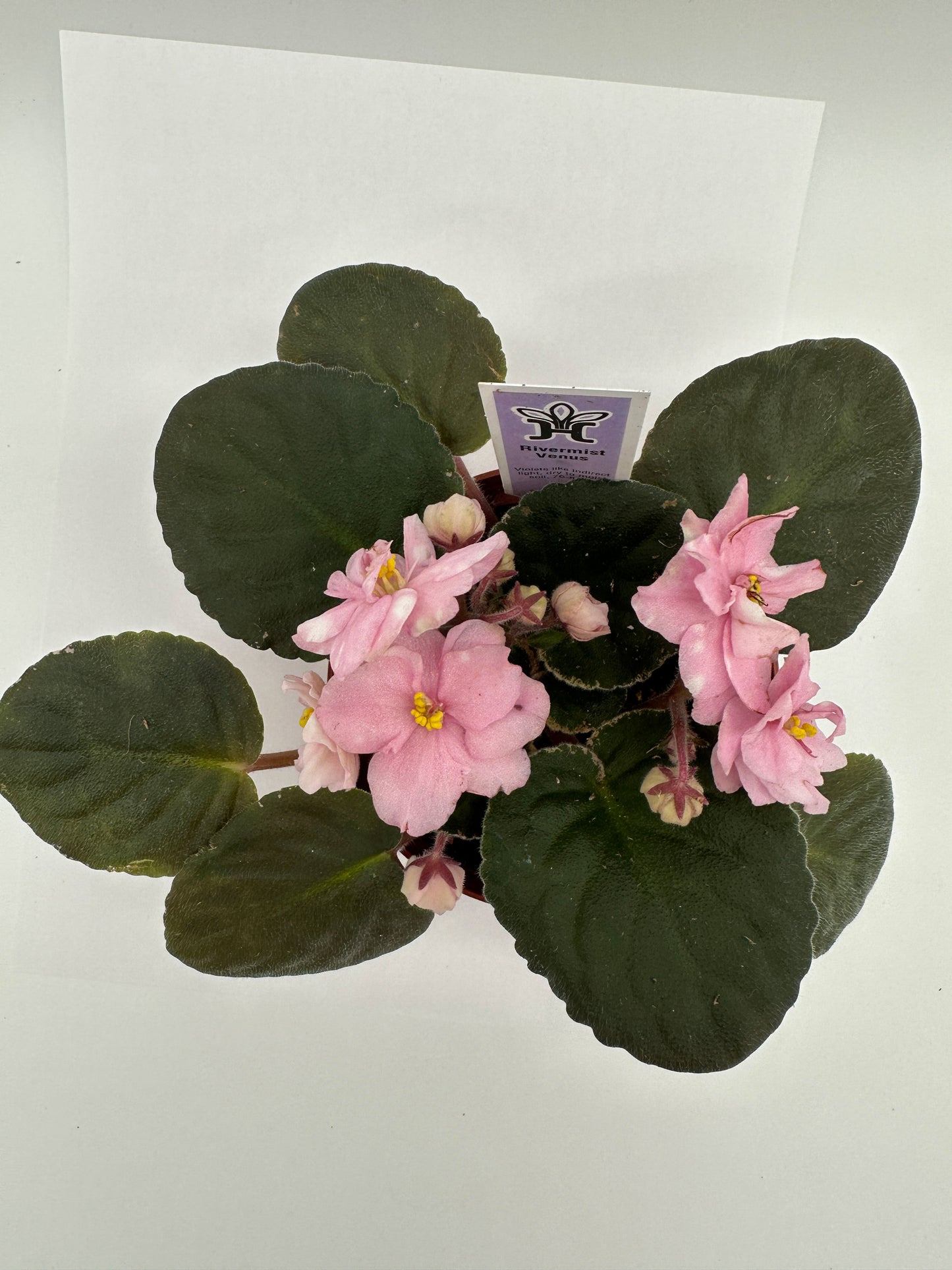 Rivermist Venus - Live African Violet 4"