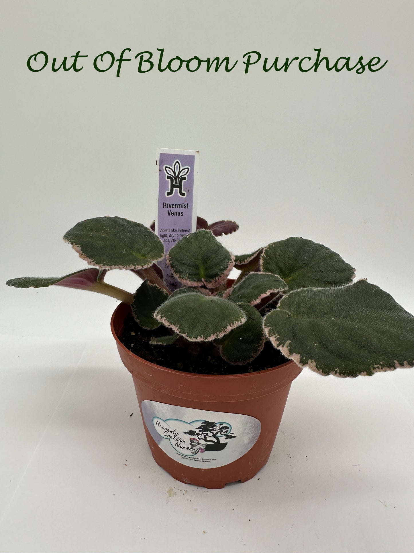 Rivermist Venus - Live African Violet 4"