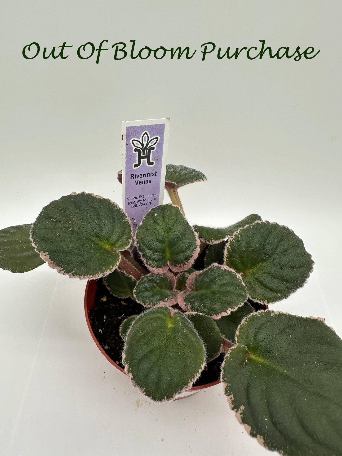 Rivermist Venus - Live African Violet 4"