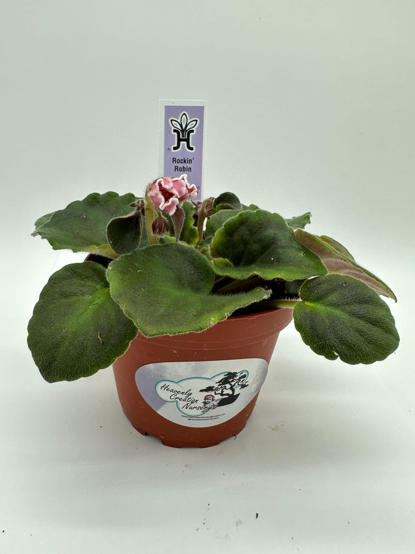 Rockin Robin - Live African Violet 4"