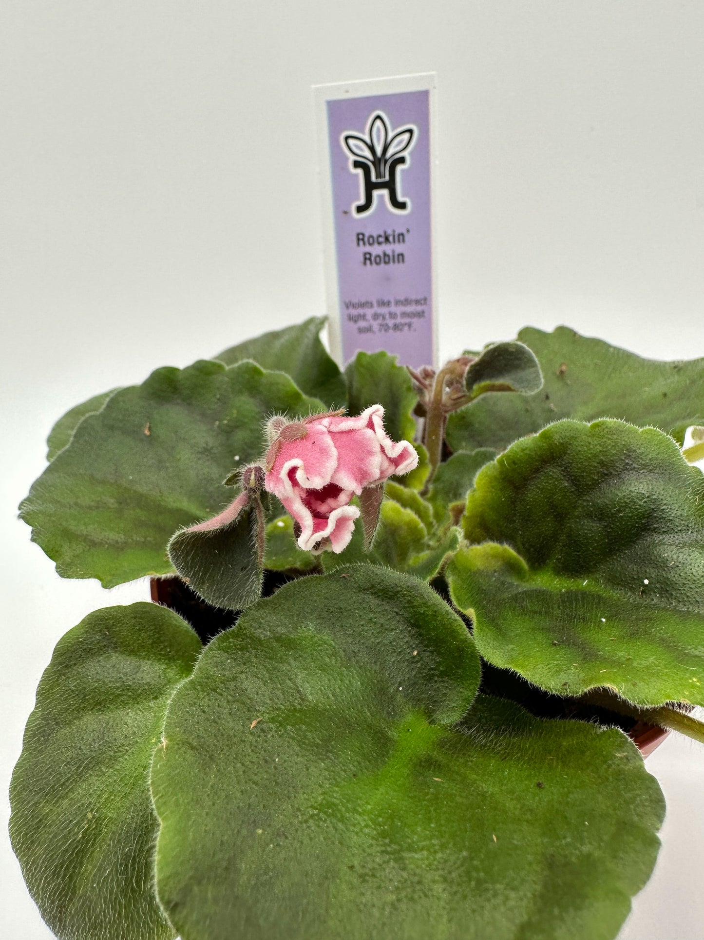 Rockin Robin - Live African Violet 4"