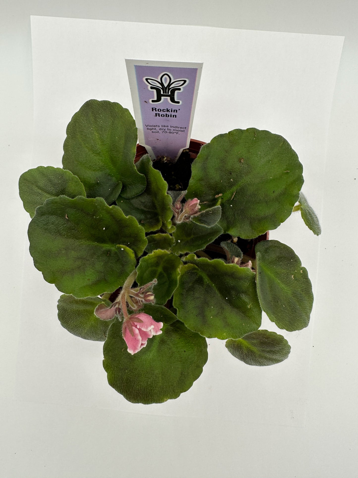 Rockin Robin - Live African Violet 4"