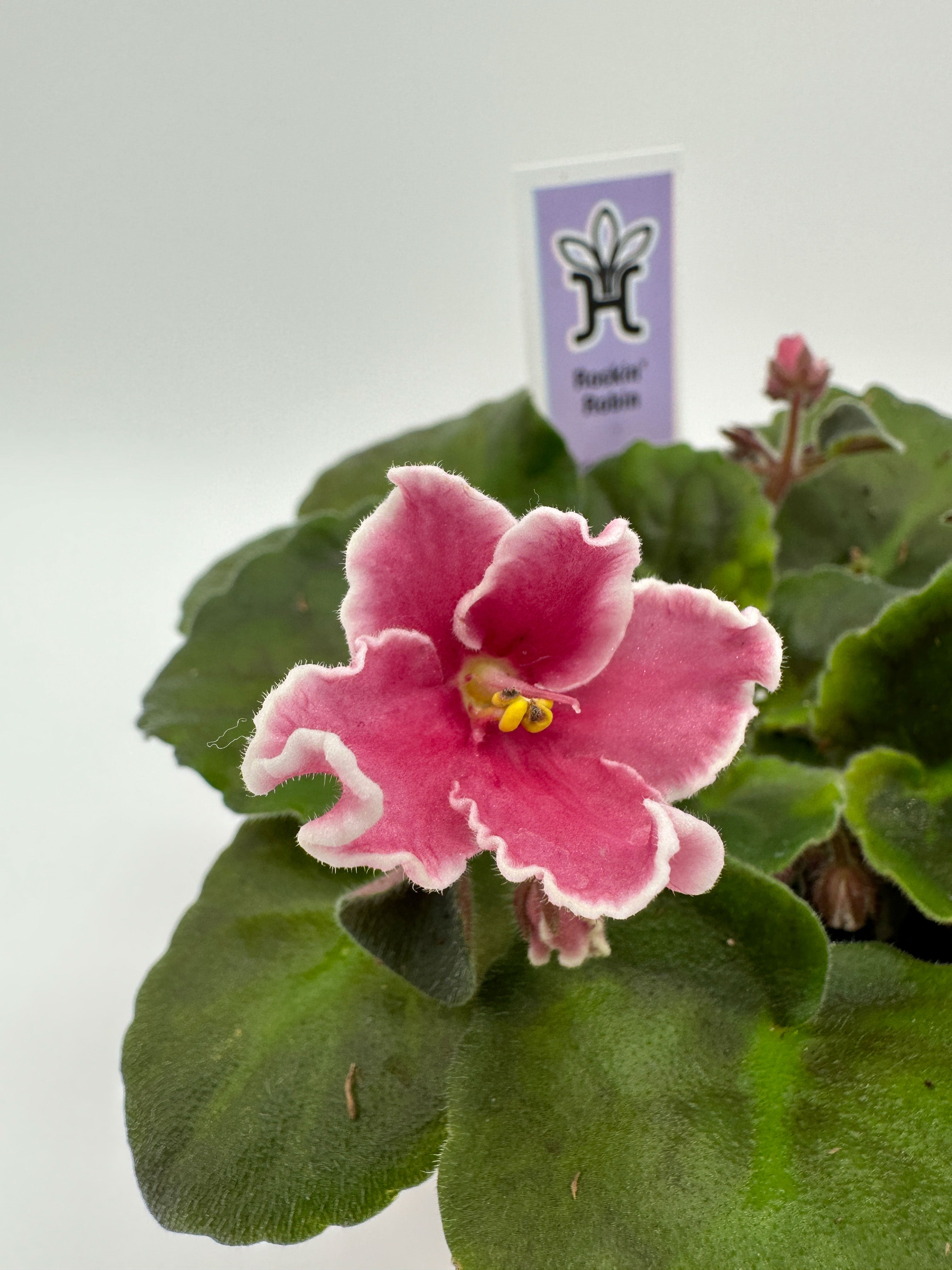 Rockin Robin - Live African Violet 4