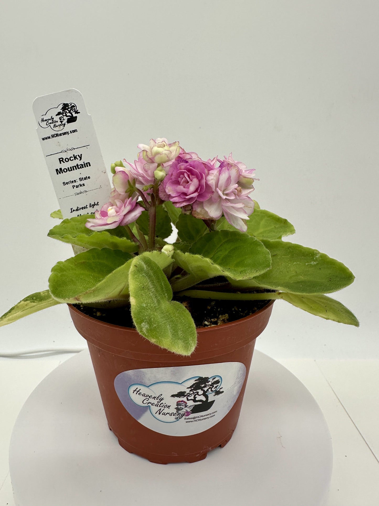 Rocky Mountain - Live African Violet 4" - Series: State Parks - (HCN Selection)