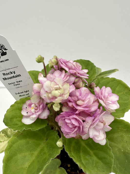 Rocky Mountain - Live African Violet 4" - Series: State Parks - (HCN Selection)