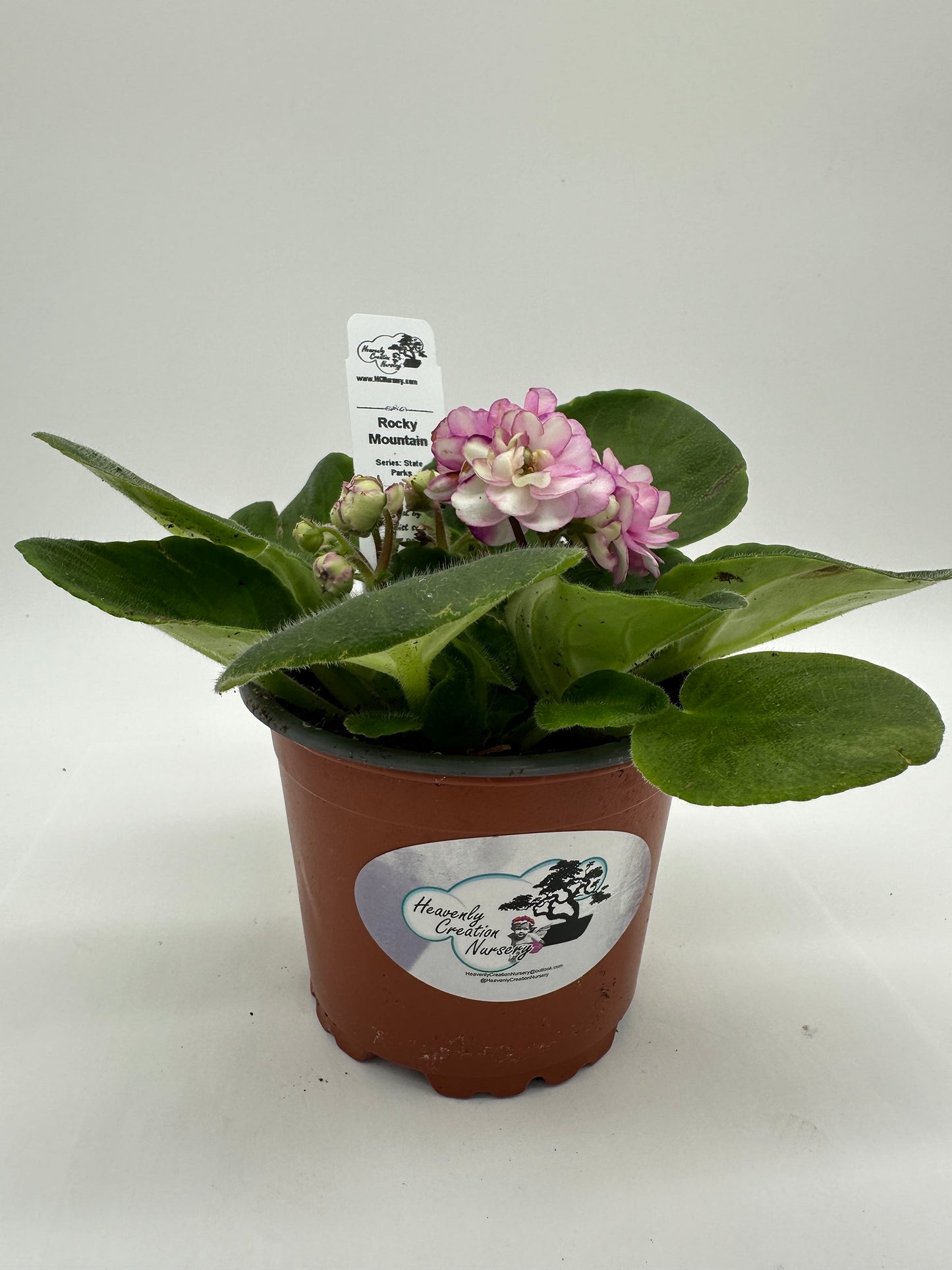 Rocky Mountain - Live African Violet 4" - Series: State Parks