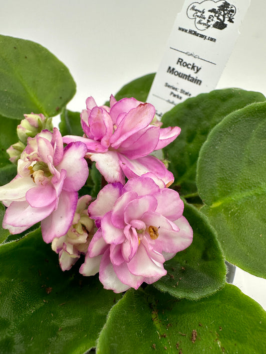 Rocky Mountain - Live African Violet 4" - Series: State Parks