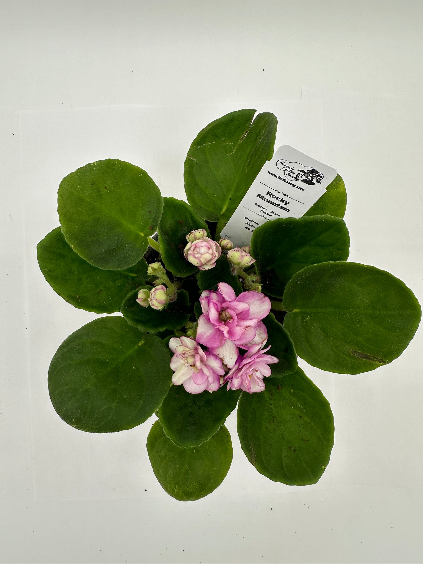Rocky Mountain - Live African Violet 4" - Series: State Parks