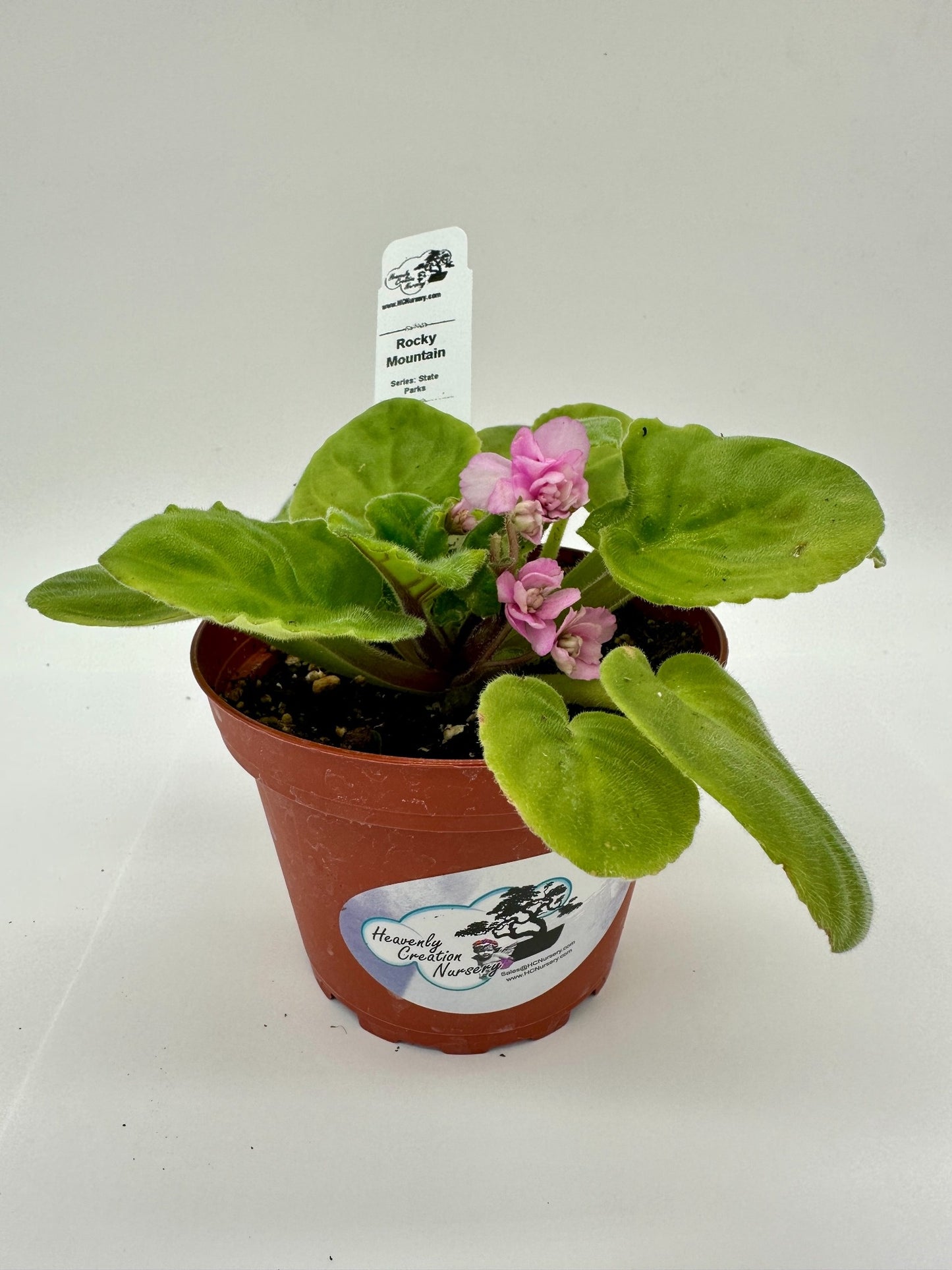 Rocky Mountain - Live African Violet 4" - Series: State Parks