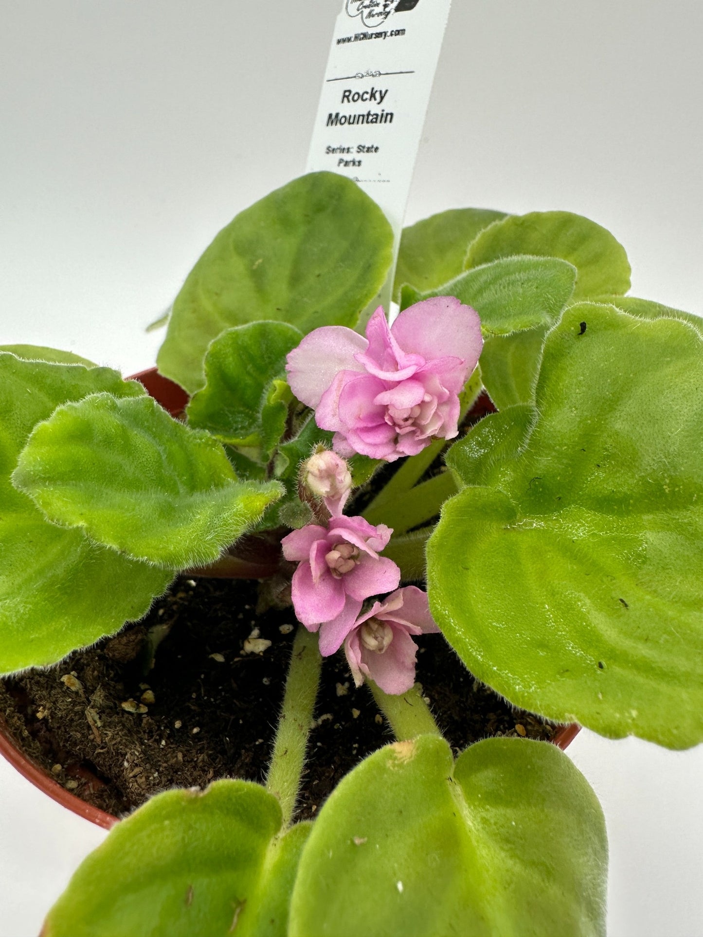 Rocky Mountain - Live African Violet 4" - Series: State Parks