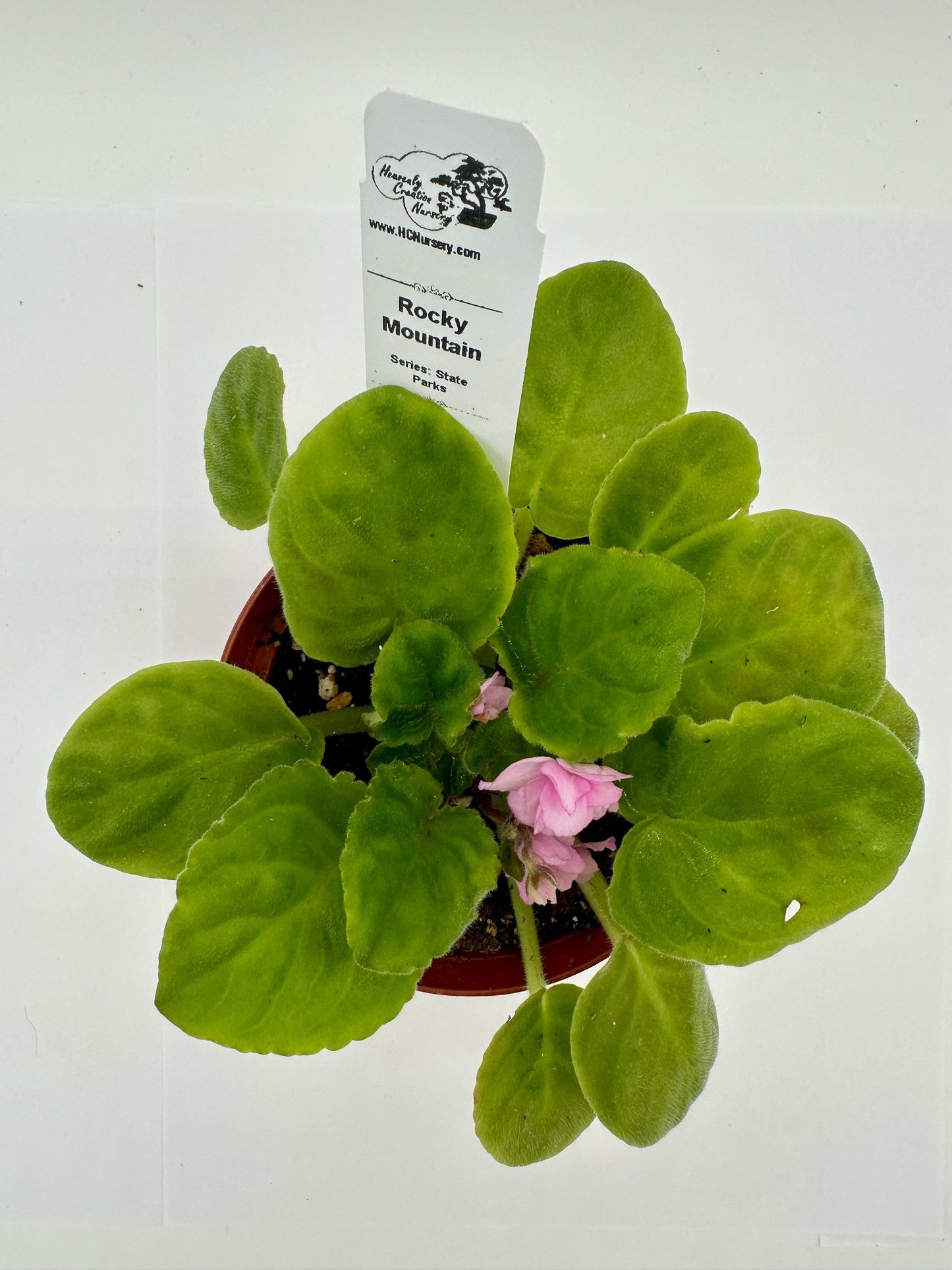 Rocky Mountain - Live African Violet 4" - Series: State Parks