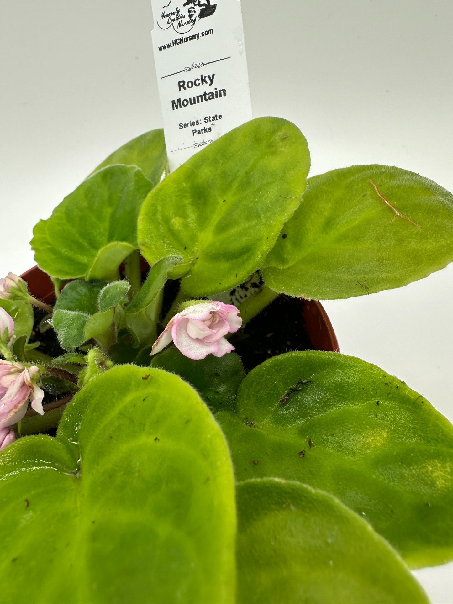 Rocky Mountain - Live African Violet 4" - Series: State Parks