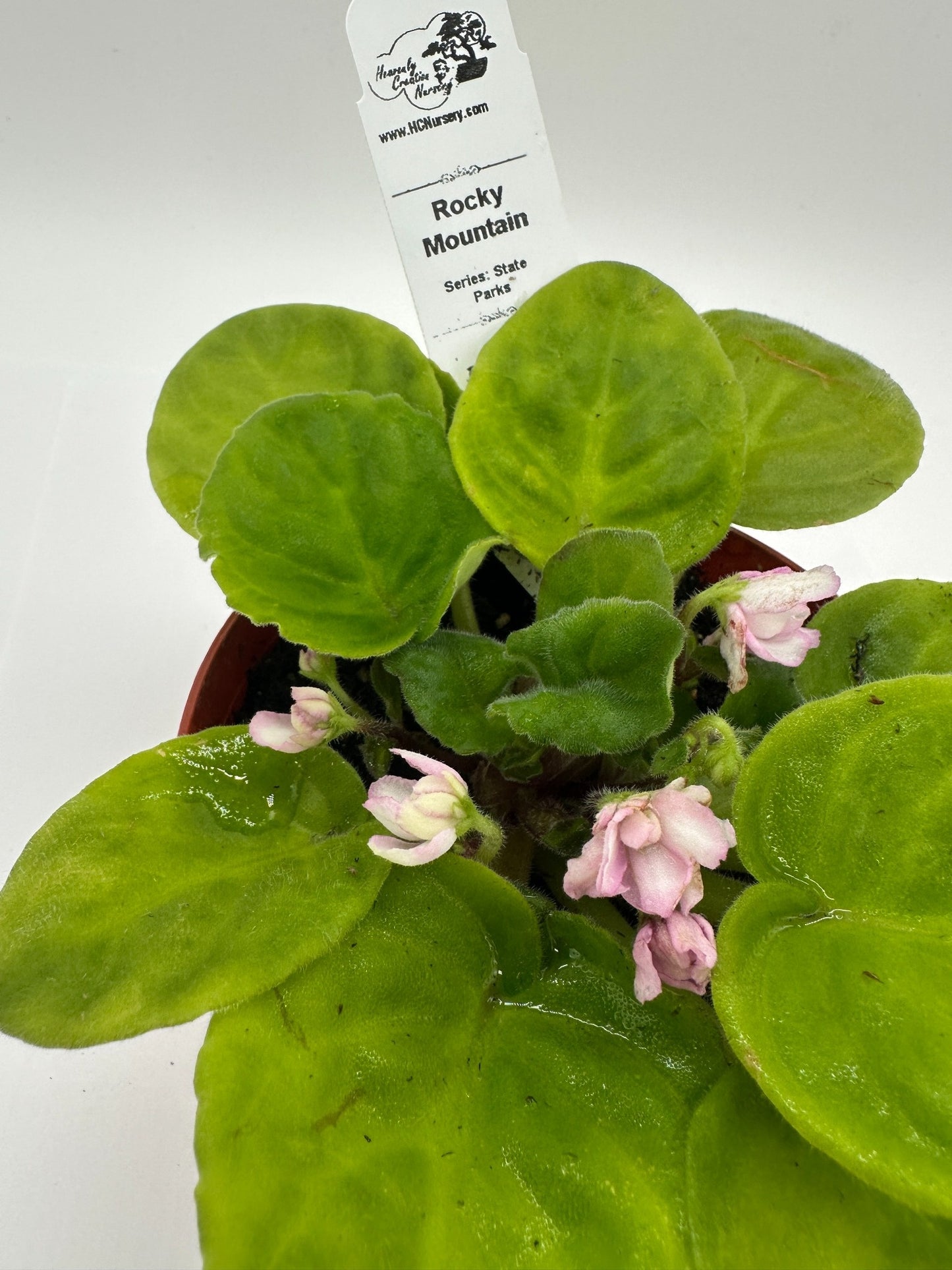 Rocky Mountain - Live African Violet 4" - Series: State Parks