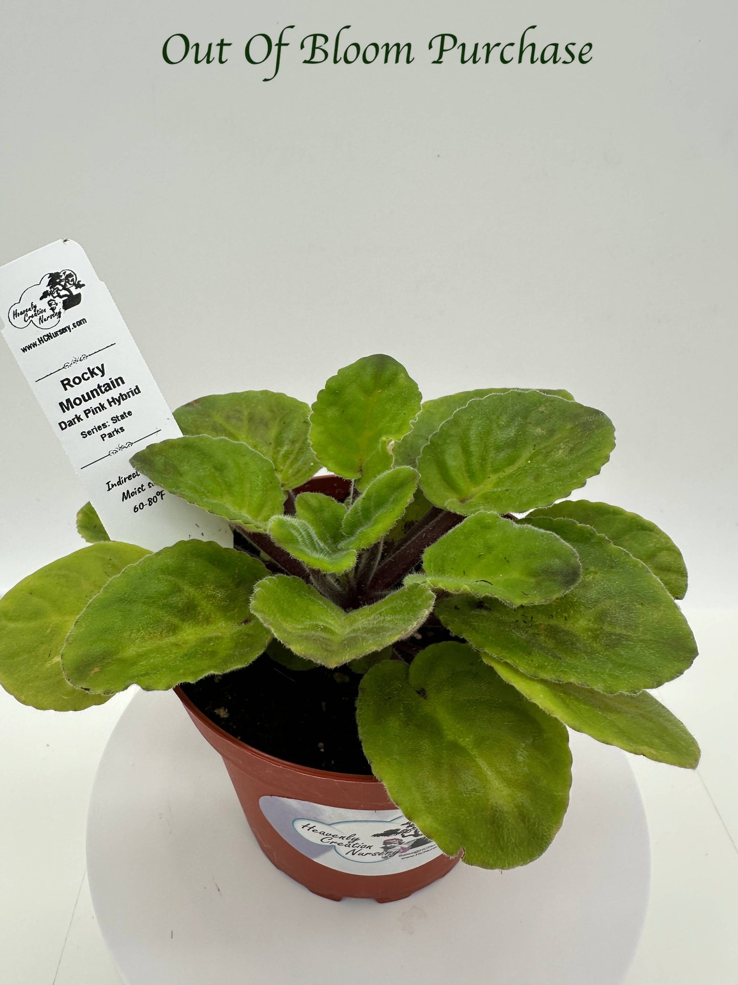 Rocky Mountain - Dk. Pink Hybrid - Live African Violet 4" - Series: State Parks - (HCN Selection)
