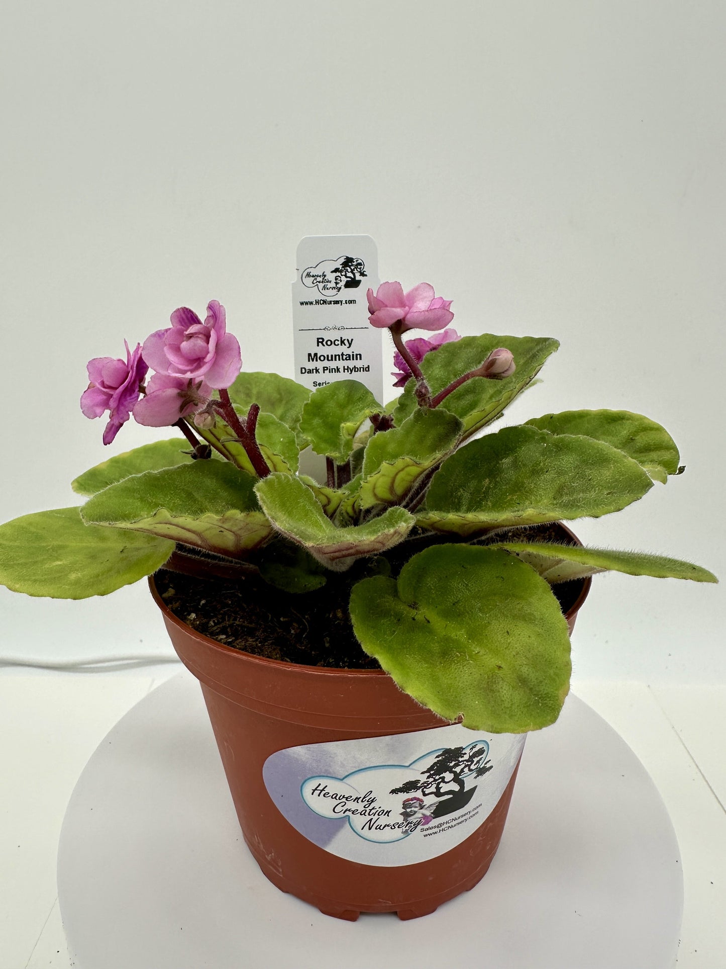 Rocky Mountain - Dk. Pink Hybrid - Live African Violet 4" - Series: State Parks - (HCN Selection)