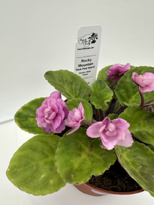 Rocky Mountain - Dk. Pink Hybrid - Live African Violet 4" - Series: State Parks - (HCN Selection)