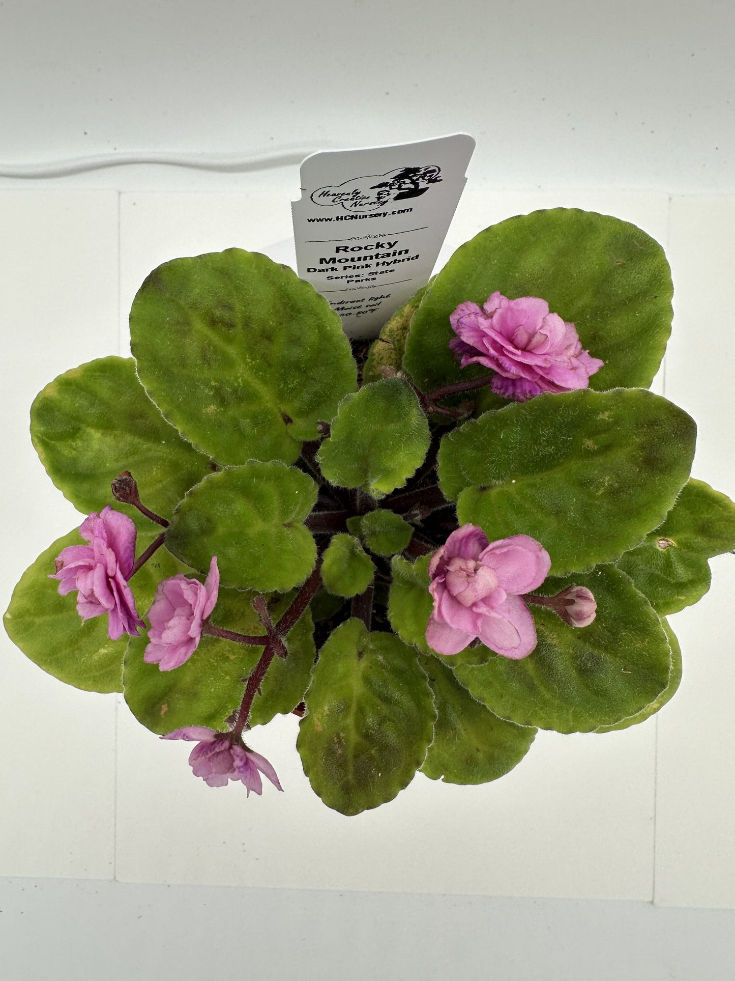 Rocky Mountain - Dk. Pink Hybrid - Live African Violet 4" - Series: State Parks - (HCN Selection)