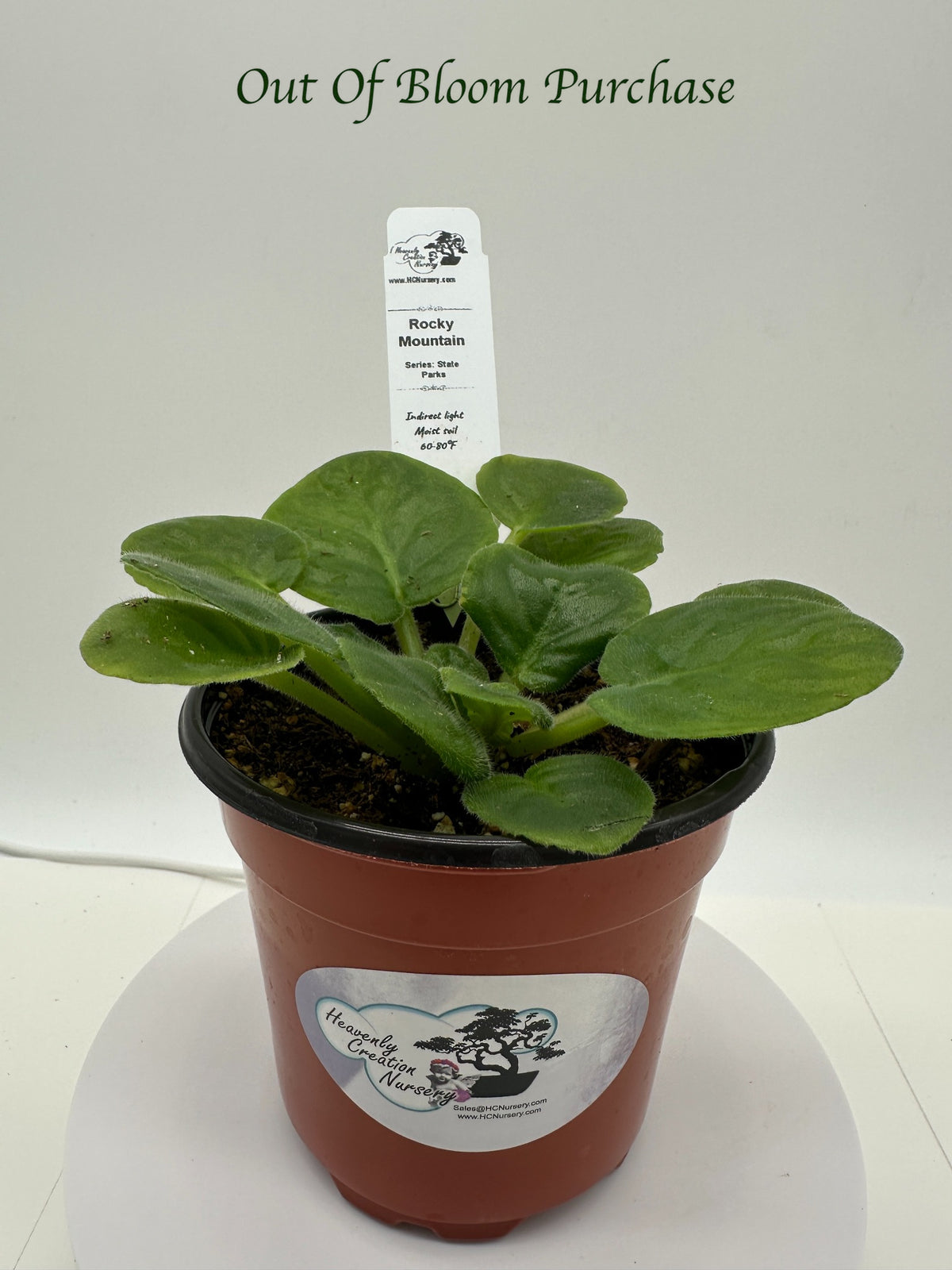 Rocky Mountain - Live African Violet 4" - Series: State Parks