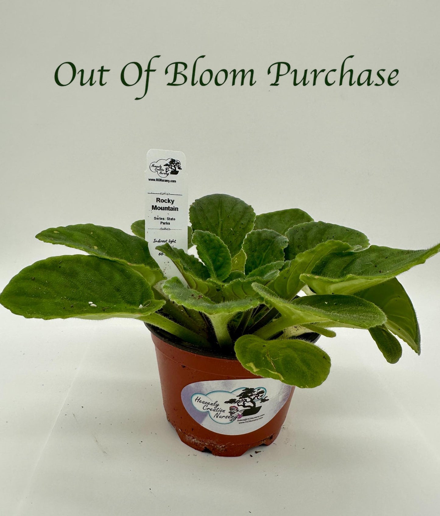 Rocky Mountain - Live African Violet 4" - Series: State Parks