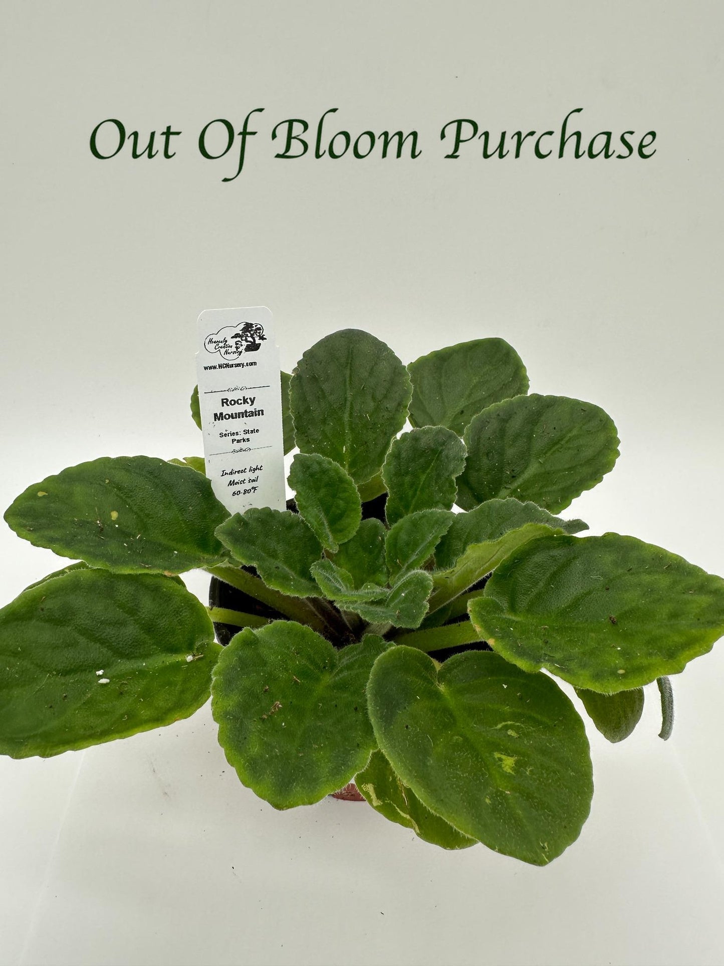 Rocky Mountain - Live African Violet 4" - Series: State Parks