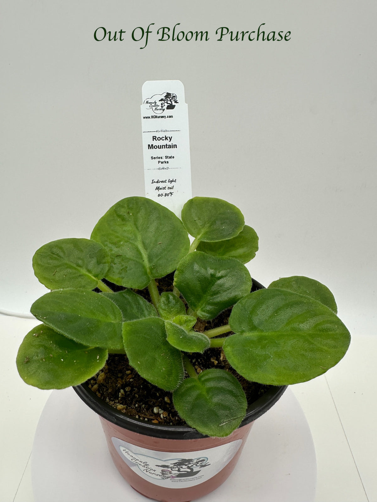 Rocky Mountain - Live African Violet 4" - Series: State Parks