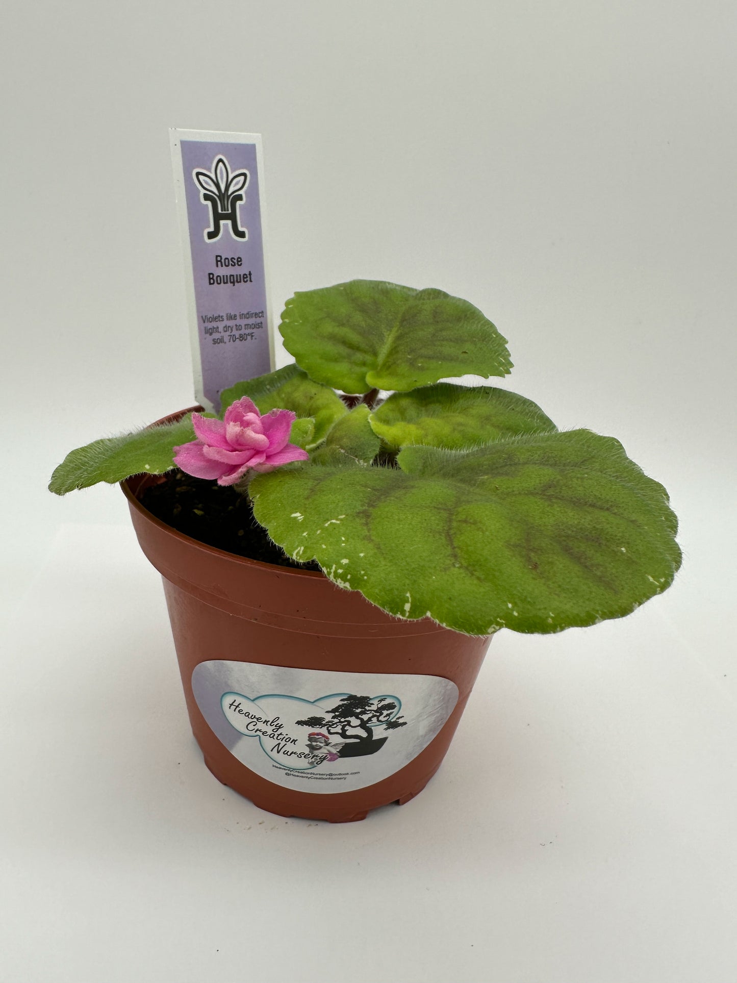 Rose Bouquet - Live African Violet 4"