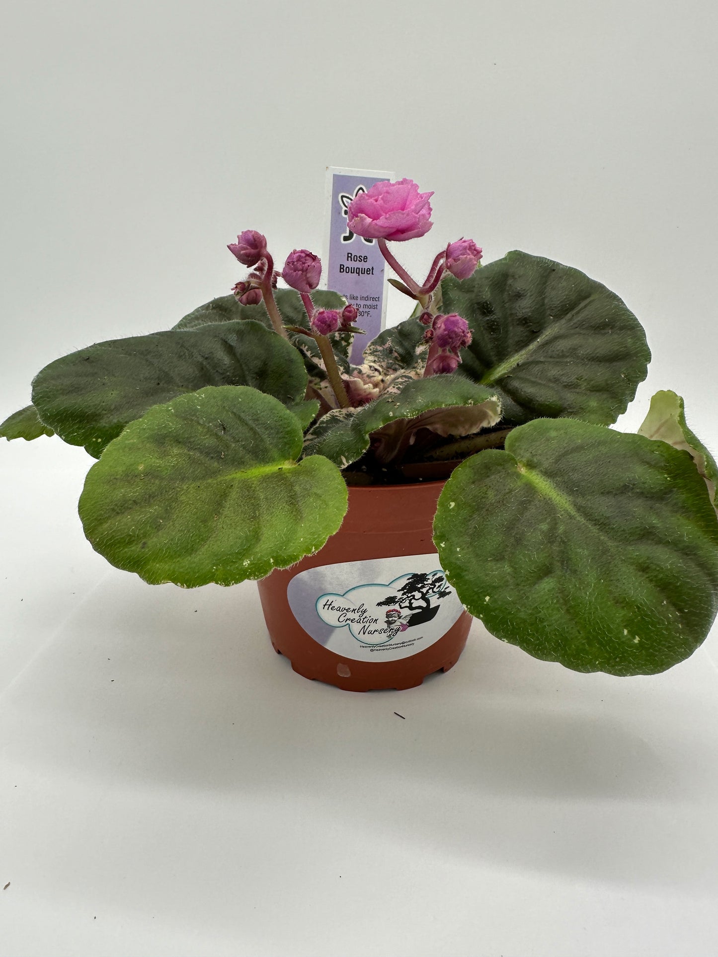 Rose Bouquet - Live African Violet 4"