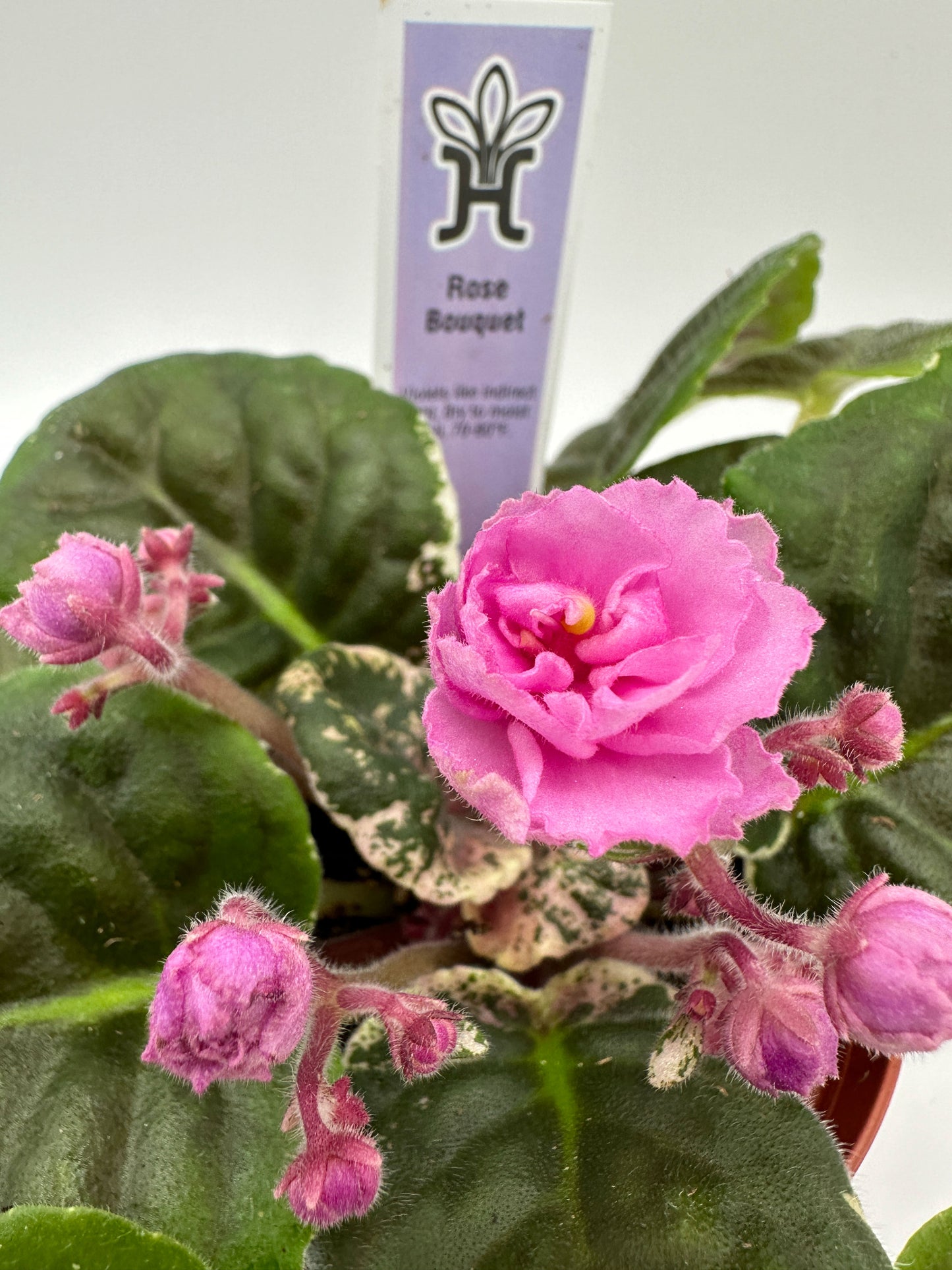 Rose Bouquet - Live African Violet 4"