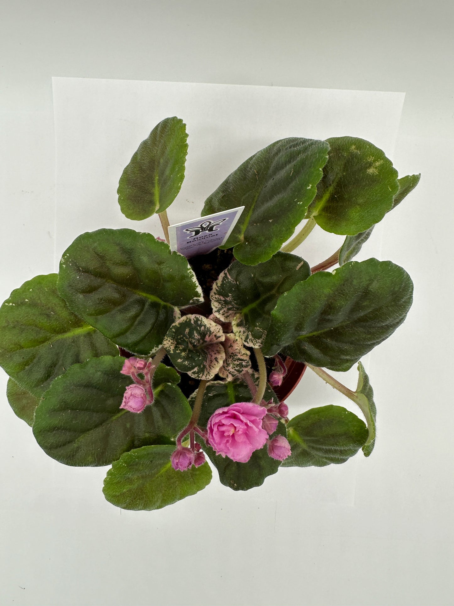 Rose Bouquet - Live African Violet 4"