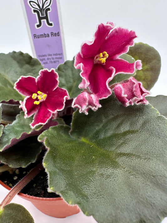 Rumba Red - Live African Violet 4"