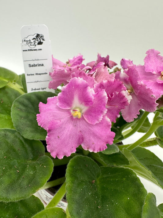 Sabrina - Live African Violet 4" - Series: Rhapsodie