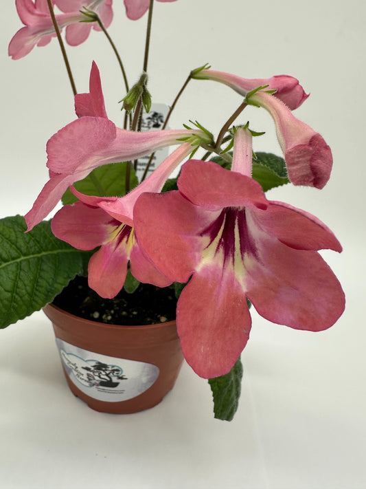 Salmon Sunset Streptocarpus (Cape Primrose) Live Plant in 4" nursery pot