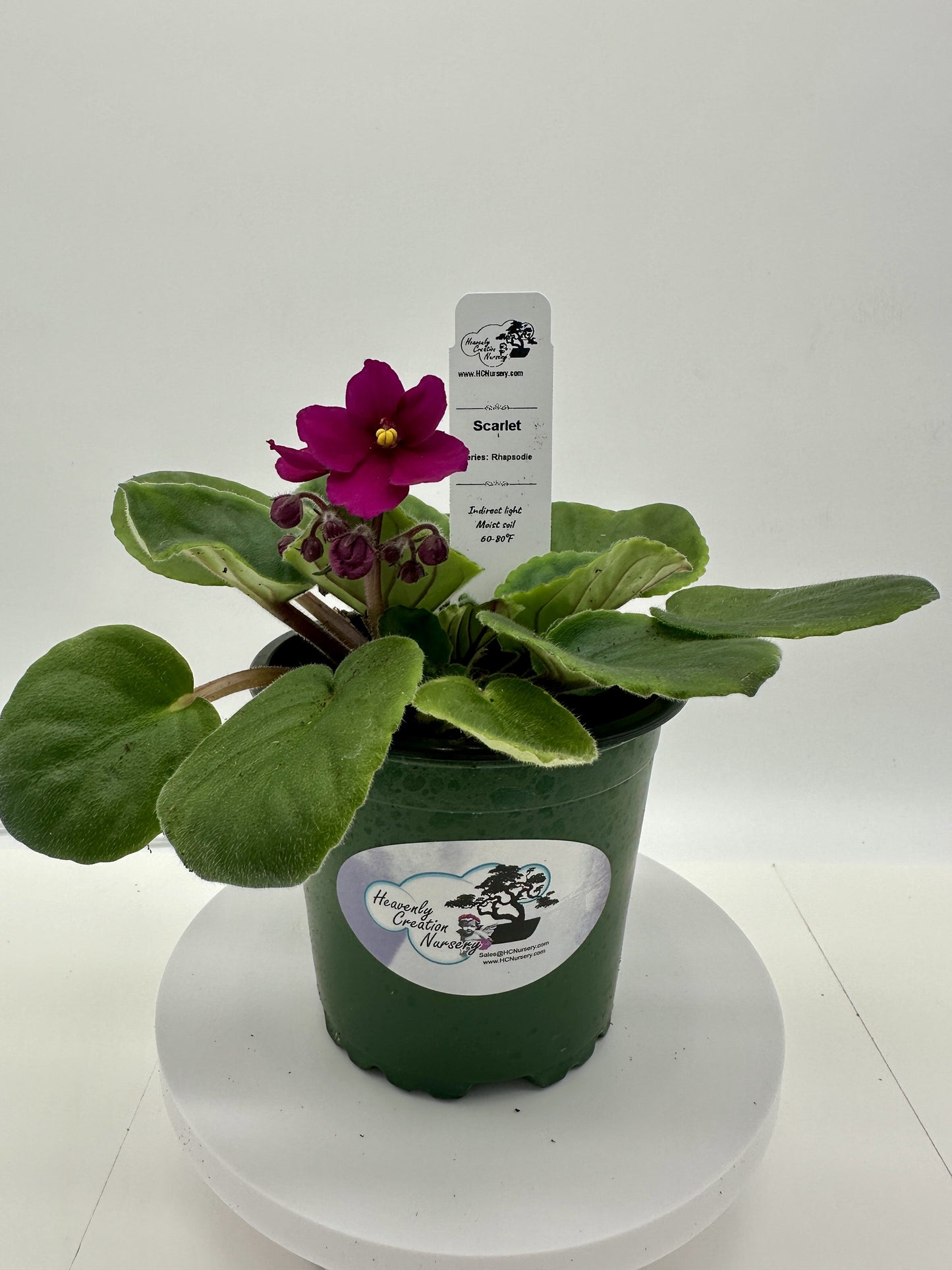 Scarlet - Live African Violet 4" - Series: Rhapsodie