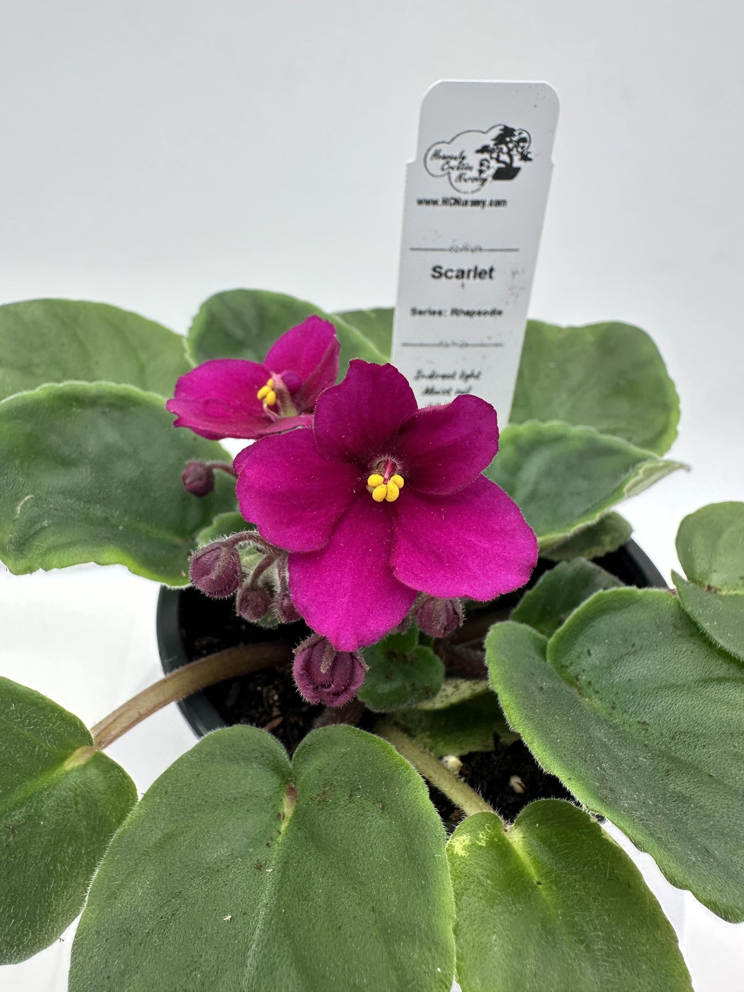 Scarlet - Live African Violet 4" - Series: Rhapsodie