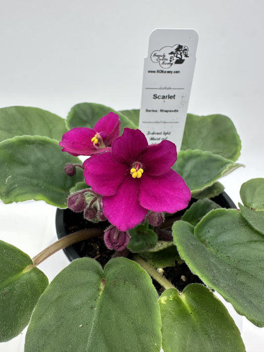 Scarlet - Live African Violet 4" - Series: Rhapsodie