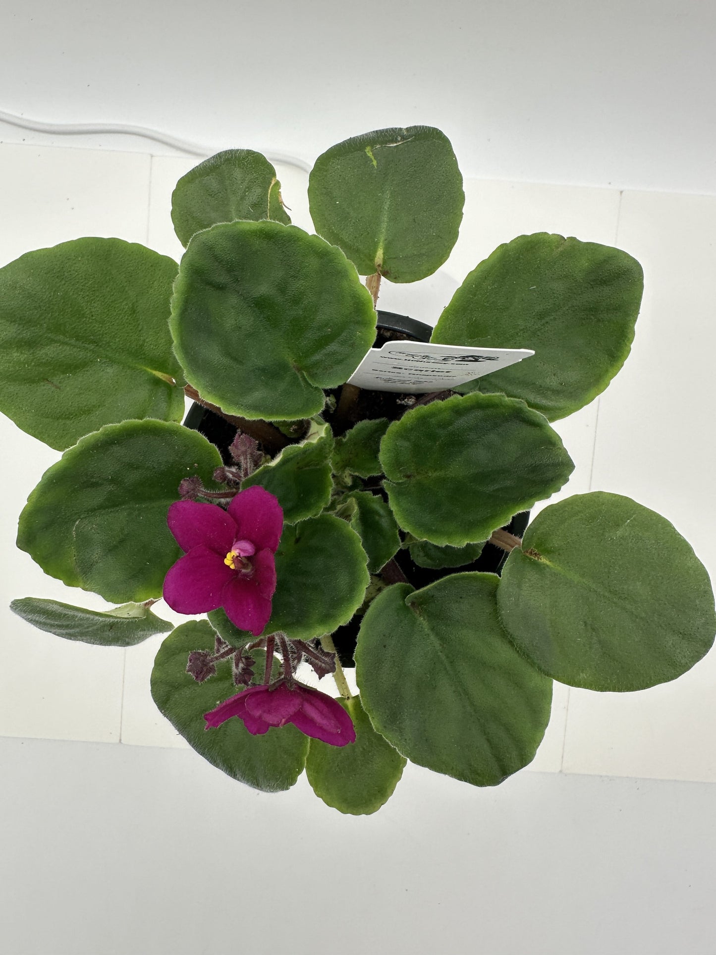 Scarlet - Live African Violet 4" - Series: Rhapsodie