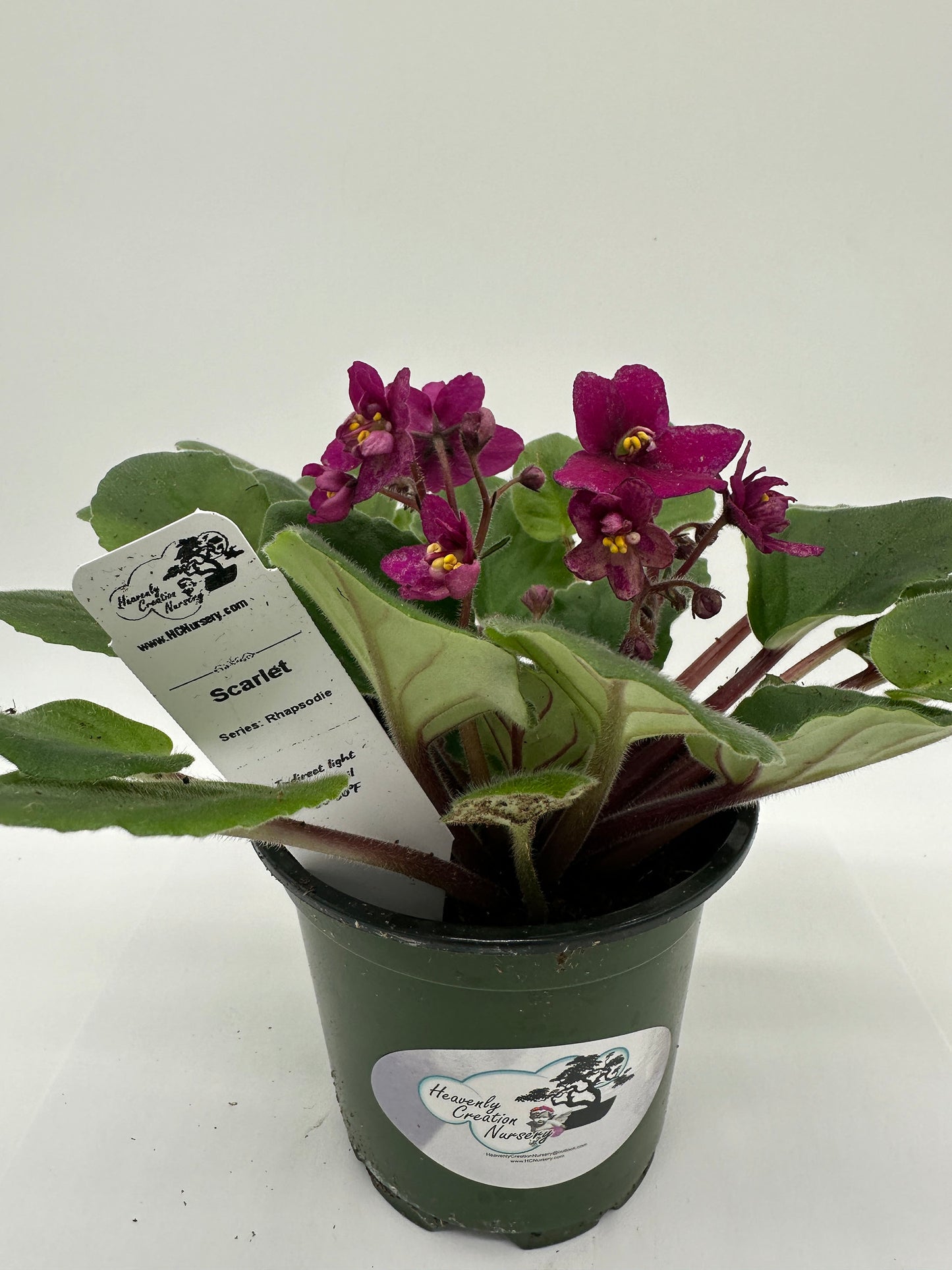 Scarlet - Live African Violet 4" - Series: Rhapsodie