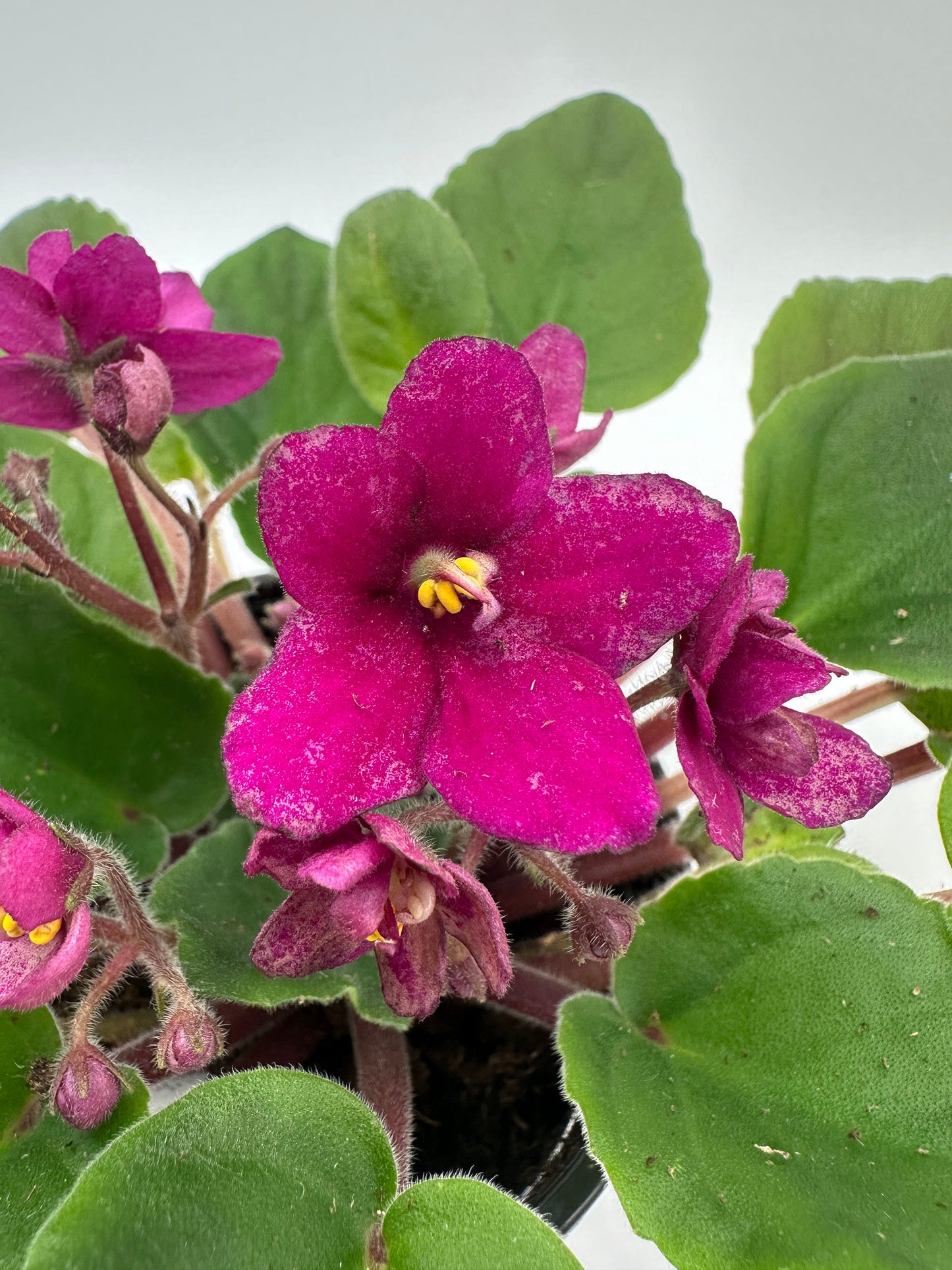 Scarlet - Live African Violet 4" - Series: Rhapsodie