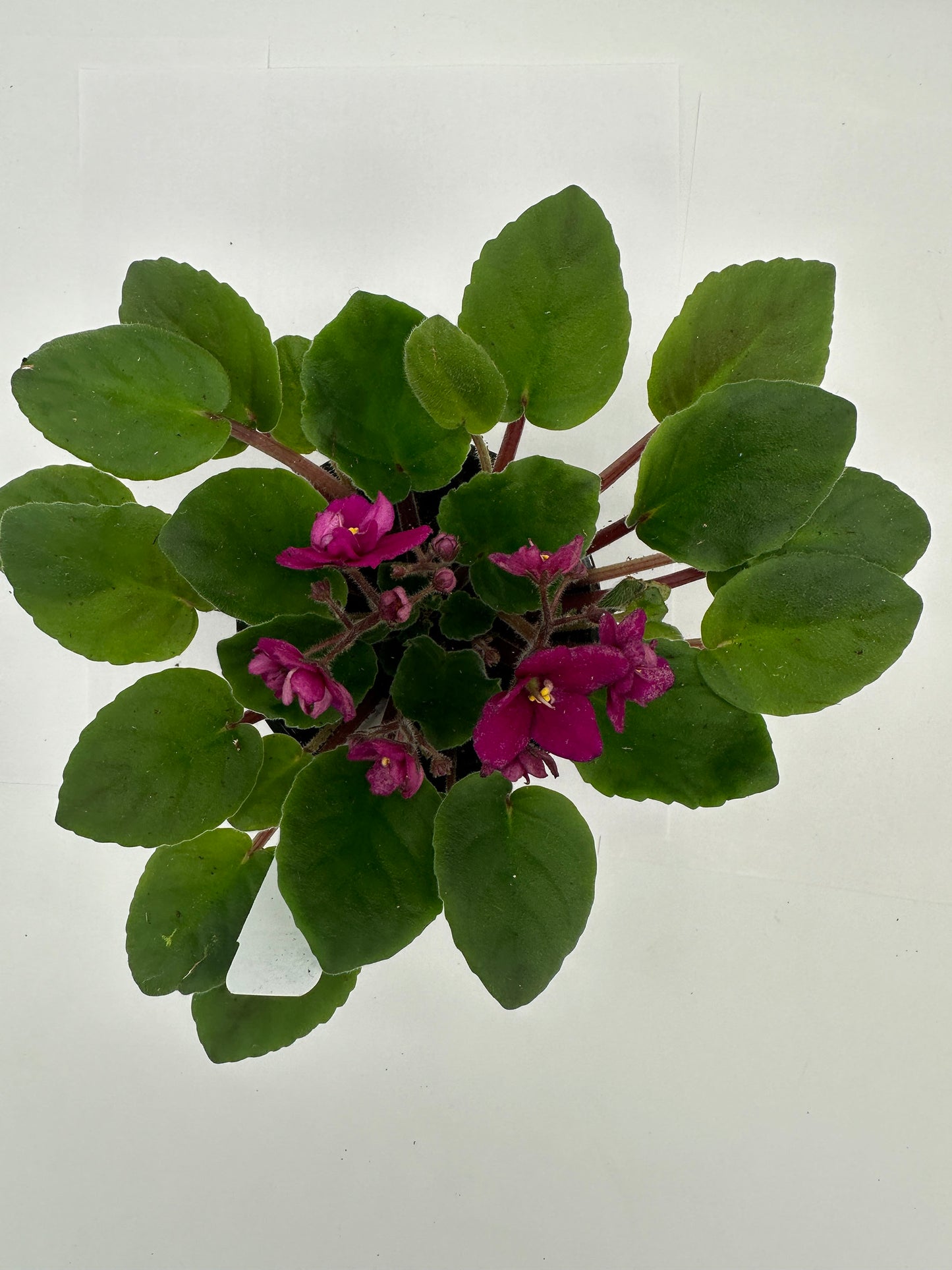 Scarlet - Live African Violet 4" - Series: Rhapsodie