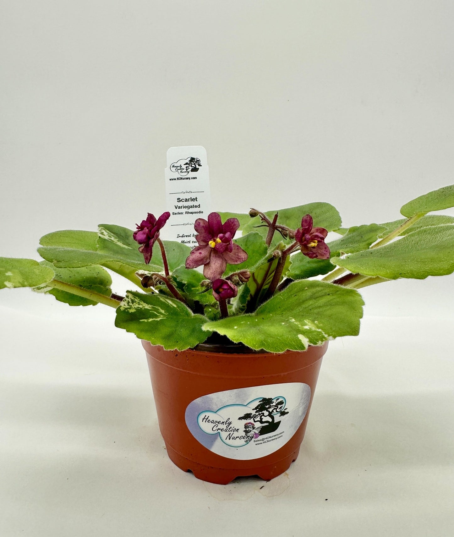Scarlet - Variegated (Rare) - Live African Violet 4" - Series: Rhapsodie