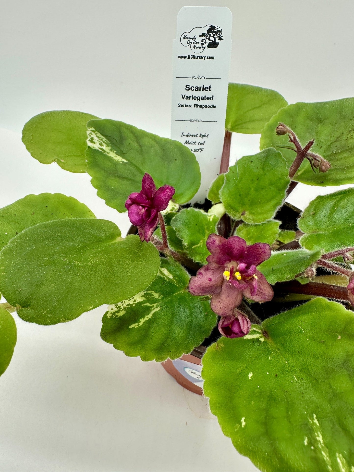 Scarlet - Variegated (Rare) - Live African Violet 4" - Series: Rhapsodie