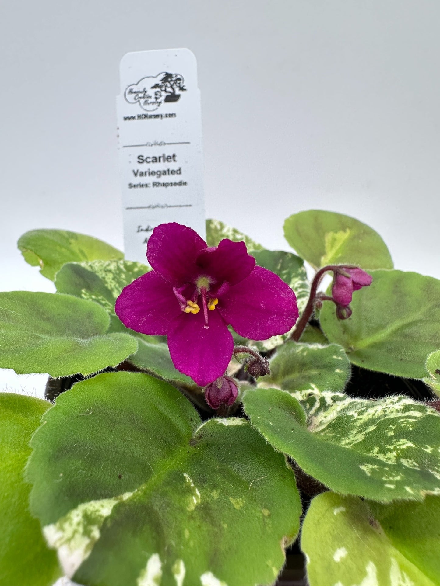 Scarlet - Variegated (Rare) - Live African Violet 4" - Series: Rhapsodie