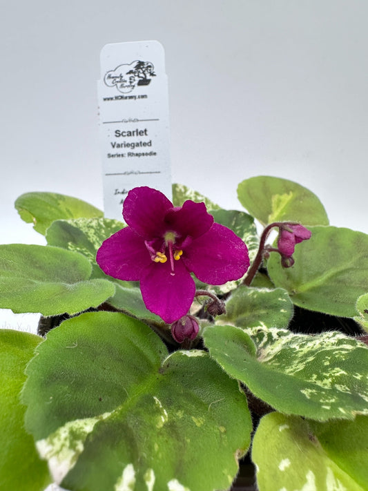 Scarlet - Variegated (Rare) - Live African Violet 4" - Series: Rhapsodie