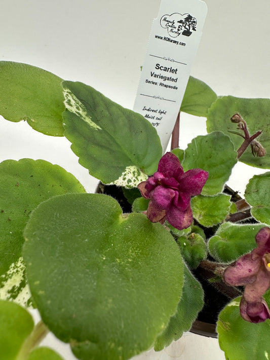 Scarlet - Variegated (Rare) - Live African Violet 4" - Series: Rhapsodie
