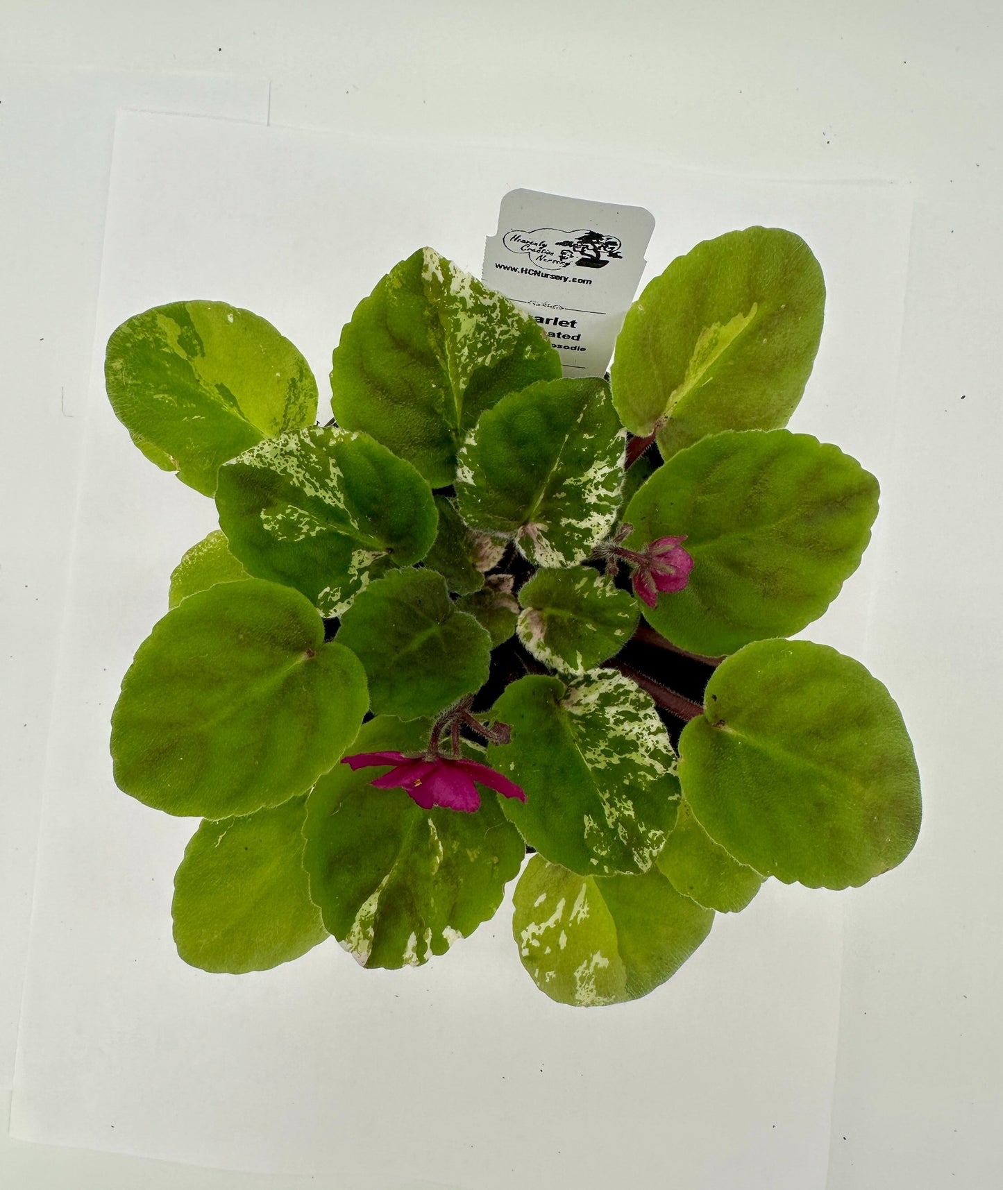 Scarlet - Variegated (Rare) - Live African Violet 4" - Series: Rhapsodie
