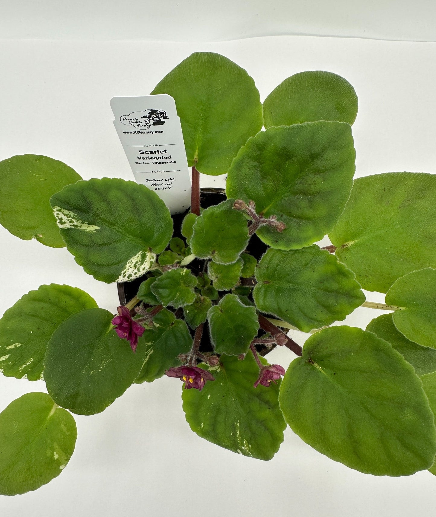 Scarlet - Variegated (Rare) - Live African Violet 4" - Series: Rhapsodie