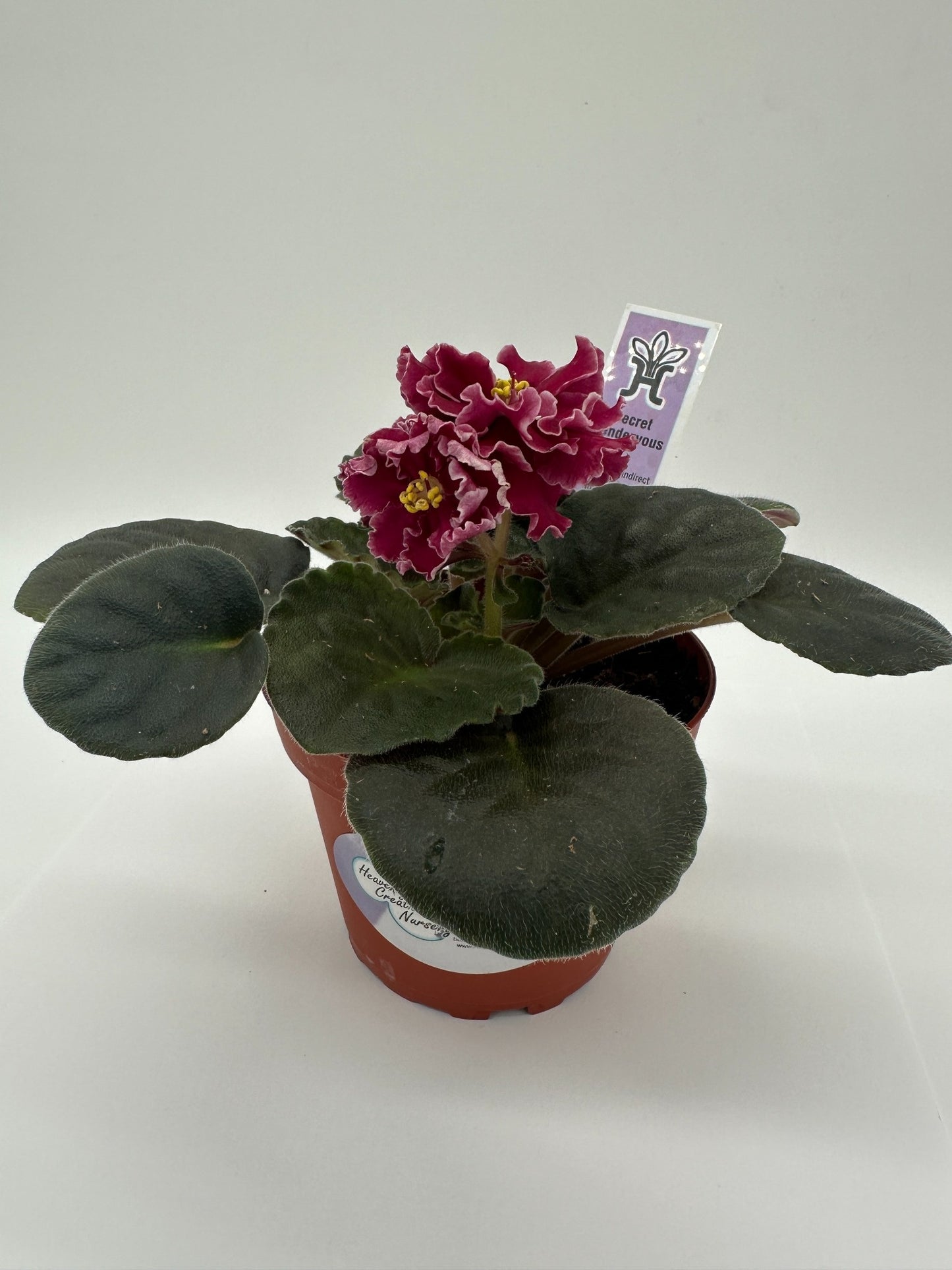 Secret Rendezvous - Live African Violet 4"