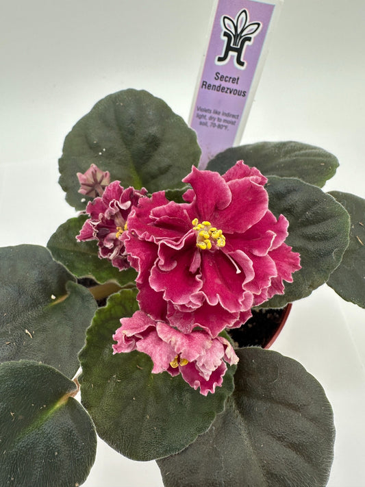 Secret Rendezvous - Live African Violet 4"